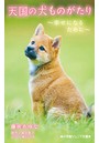小学館ジュニア文庫 天国の犬ものがたり〜幸せになるために〜